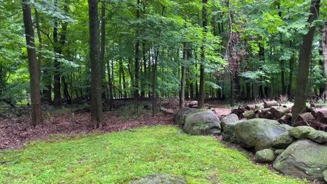 Autobahn-Durch-Den-Wald.-Autos-Fahren