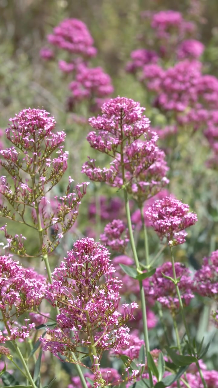 Bunga valerian merah muda cerah bergoyang lembut di bawah sinar matahari alami yang terang di padang rumput yang subur.