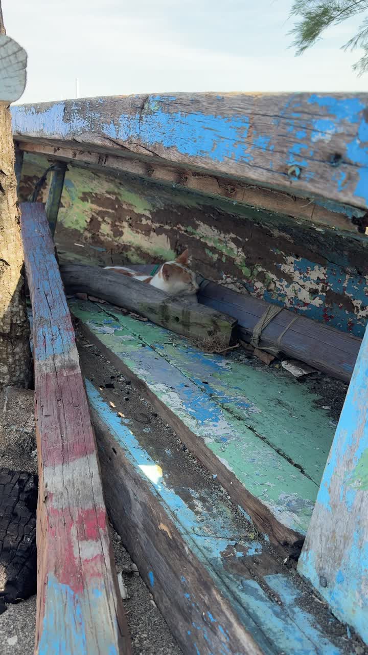 Gatto bianco e arancione che riposa in una barca di legno stagionata.
