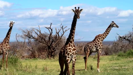 Cerca-De-Tres-Jirafas-En-Sabana,-Una-De-Ellas-Mirando-A-La-Cámara