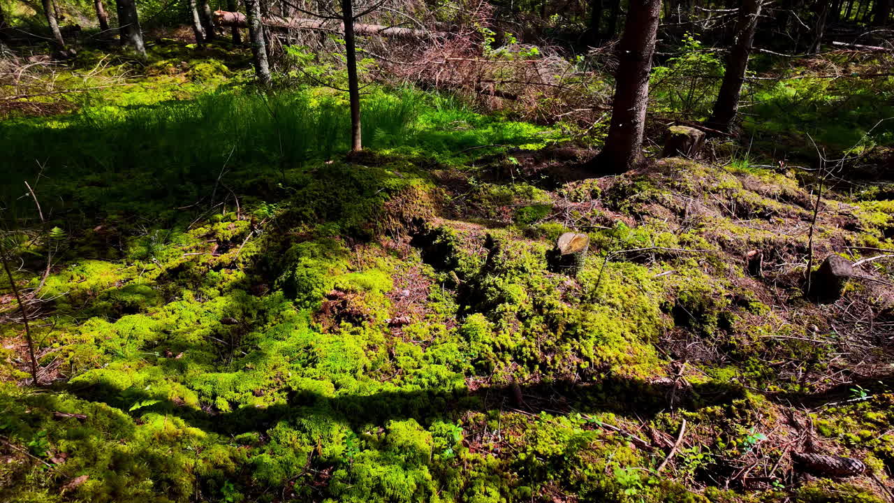 vista del suelo del bosque con piedras, musgo, troncos y plantas