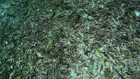 slow motion shot of broken coral on shallow sea floor