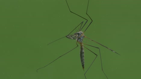 Nahaufnahme-Großes-Insekt-Isoliert-Auf-Grünem-Hintergrund