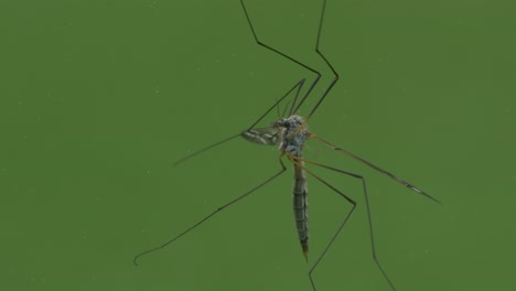 close up big insect isolated on green background