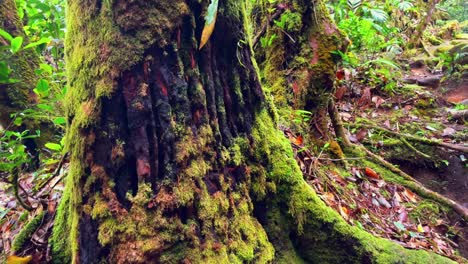 musgos en el tronco en el parque nacional de seychelles de la mañana en mahe