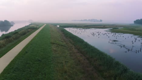 flock of birds swimming in the water of wetland in the countryside on a foggy sunrise