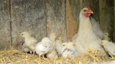 chickens baby mother chicken little chickens near the chicken chickens baby mother chicken little chickens near the chicken chicken on a poultry farm