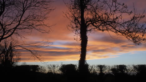 a static silhouette shot of beautiful colorful clouds moving slowly, with a gentle wind blowing through the trees at sunset