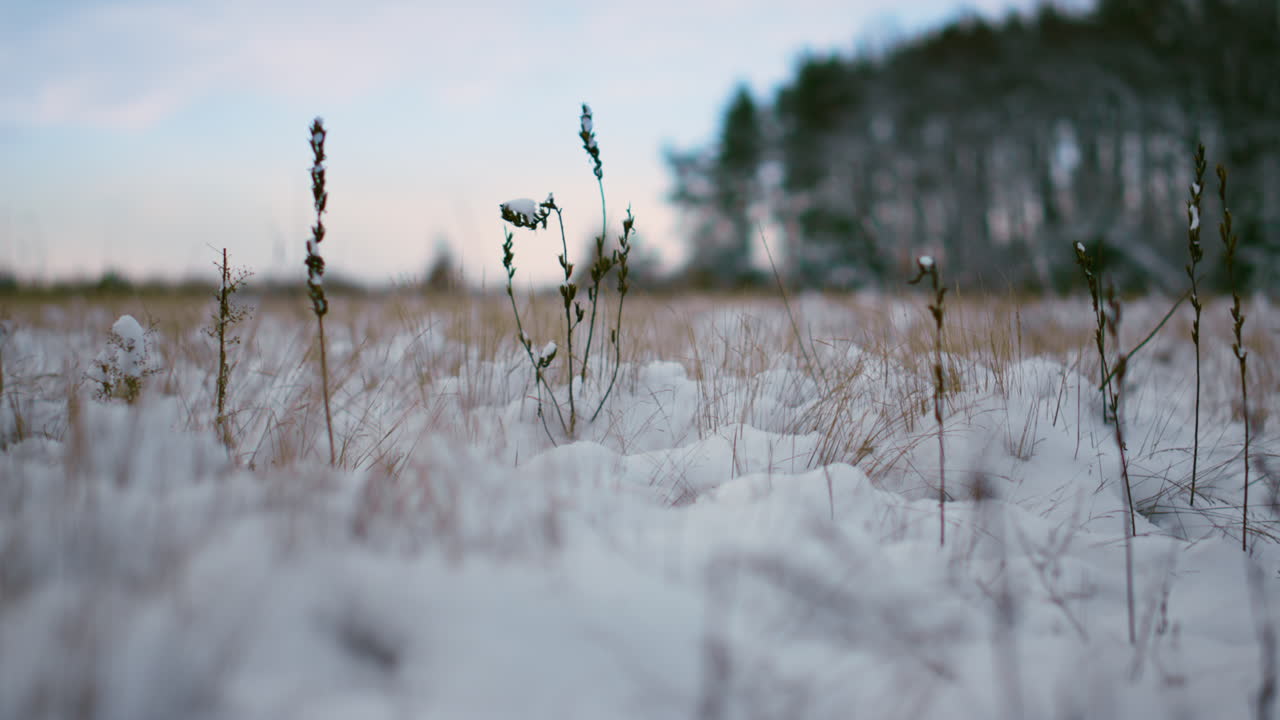 Erba secca ricoperta di neve su sfondo di foresta invernale in primo piano. Paesaggio gelato.
