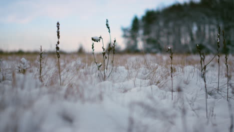 Trockenes-Gras-Klebt-Schnee-Auf-Winterwaldhintergrund-Aus-Nächster-Nähe.-Gefrorene-Landschaft.