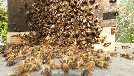 corto lapso de tiempo de las abejas melíferas volando a la entrada de la colmena y barba en la colmena