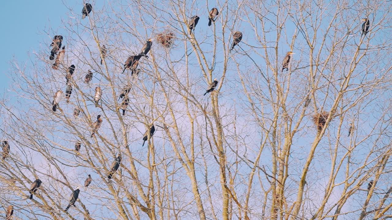 pájaros descansando en las ramas de los árboles afuera contra el cielo azul