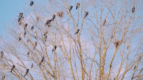 birds resting on tree branches outside against blue sky