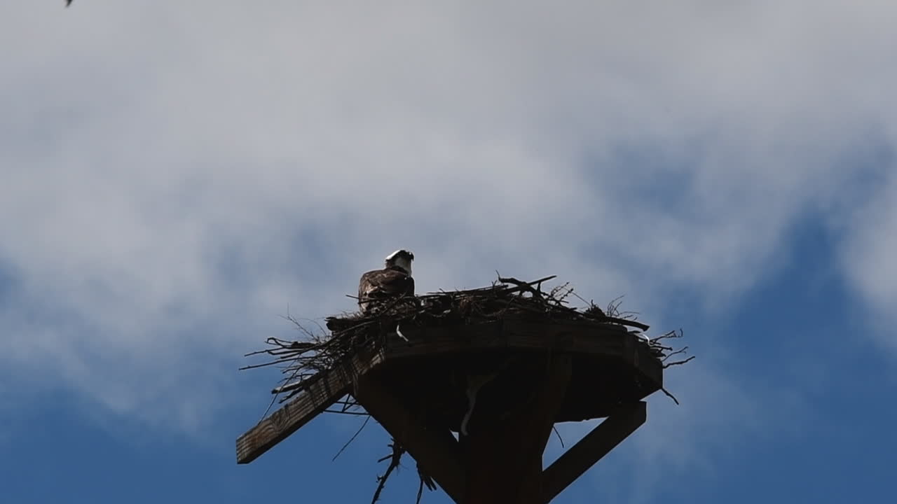 Osprey flies into nest carrying nesting material