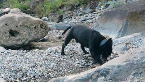 un perro juguetón disfruta tirando de un pedazo de madera en una orilla rocosa del río, rodeado de piedras y la belleza natural del aire libre