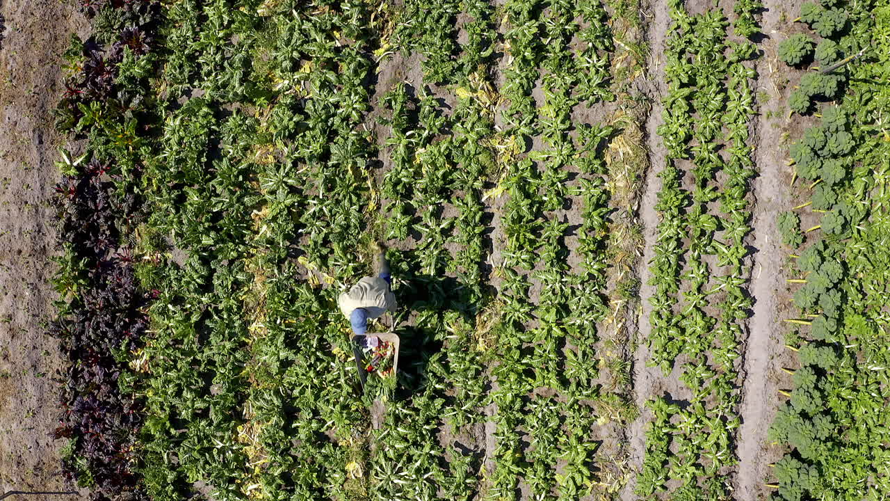 vista aérea de un agricultor cosechando en un campo de verduras