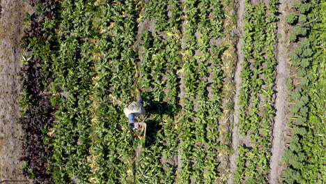 vista aérea de un agricultor cosechando en un campo de verduras