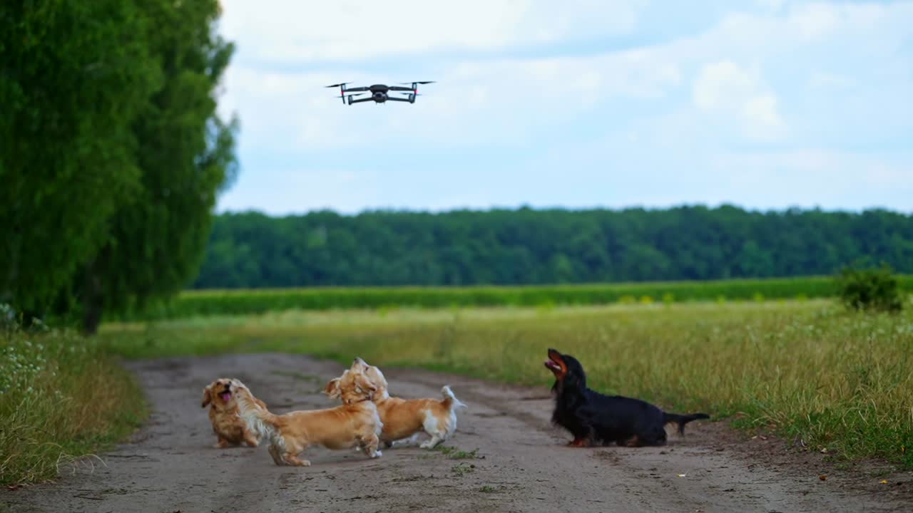 Dogs jumping to flying drone. Dog playfully jumping up to the drone