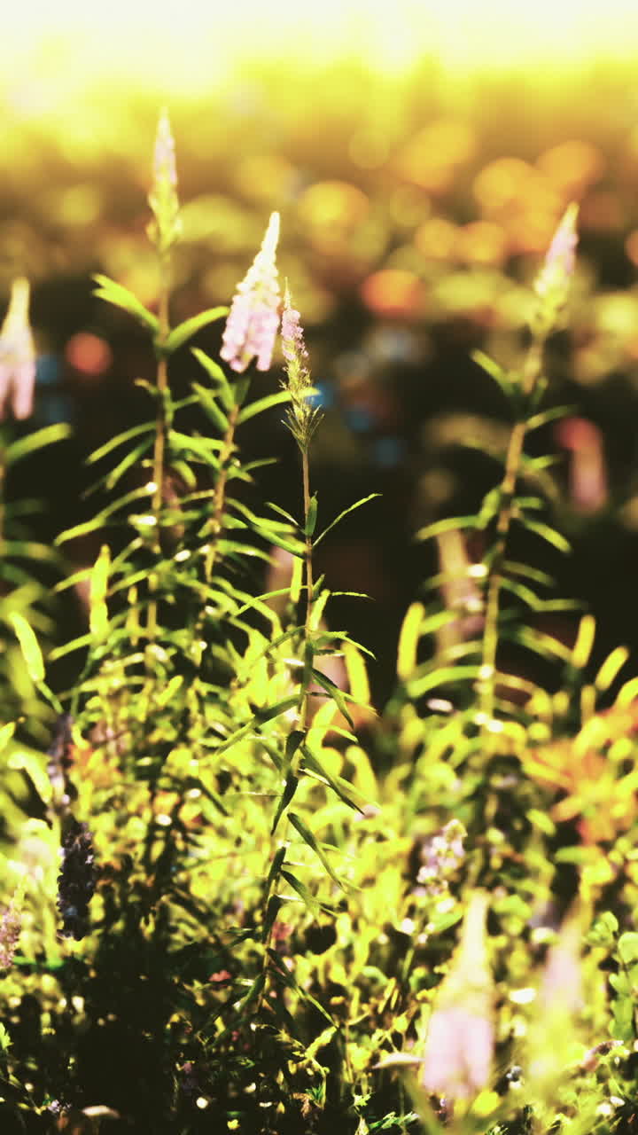 Vibrant wildflowers dance in the gentle breeze at sunset in the meadow