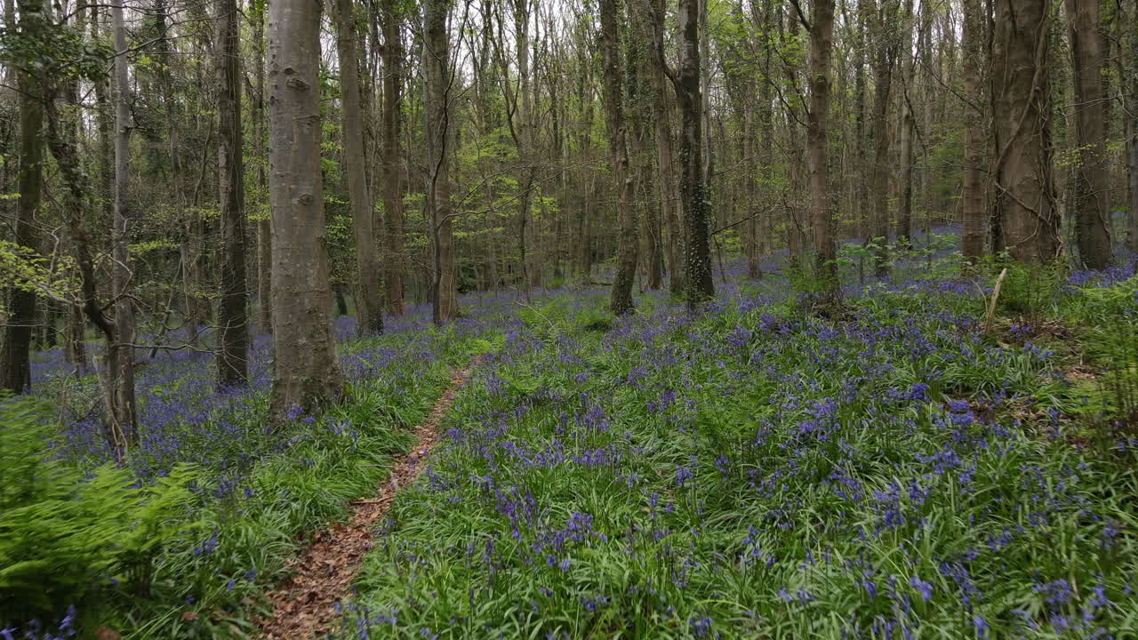 a walk through a forest in Ireland during springtime with bluebells