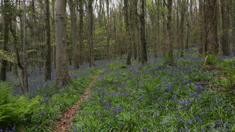 Un-Paseo-Por-Un-Bosque-En-Irlanda-Durante-La-Primavera-Con-Campanillas