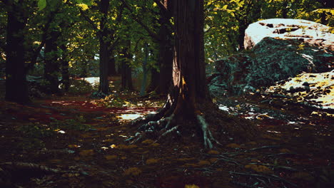 forest path in sunlight