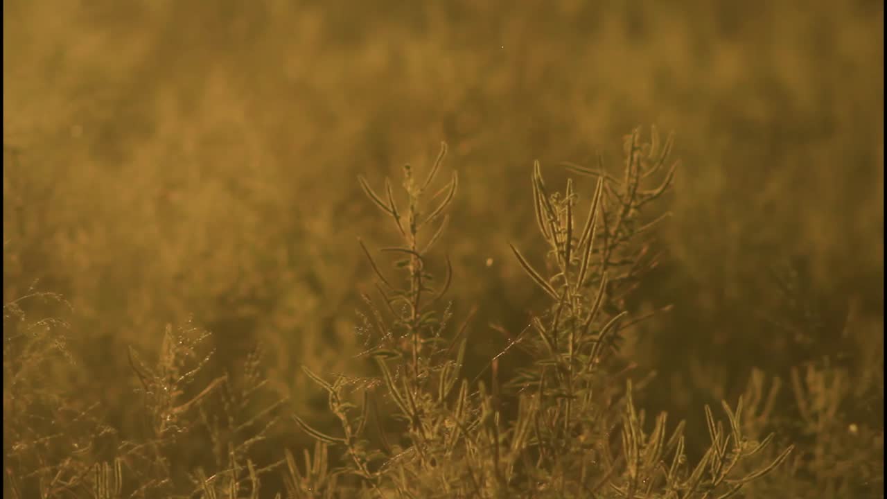 골든 아워 필드