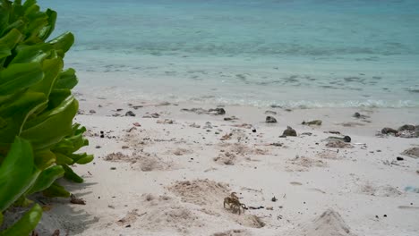 crab on the beach in maldives digging a hole