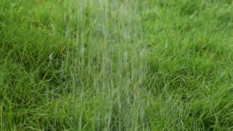 watering the grass