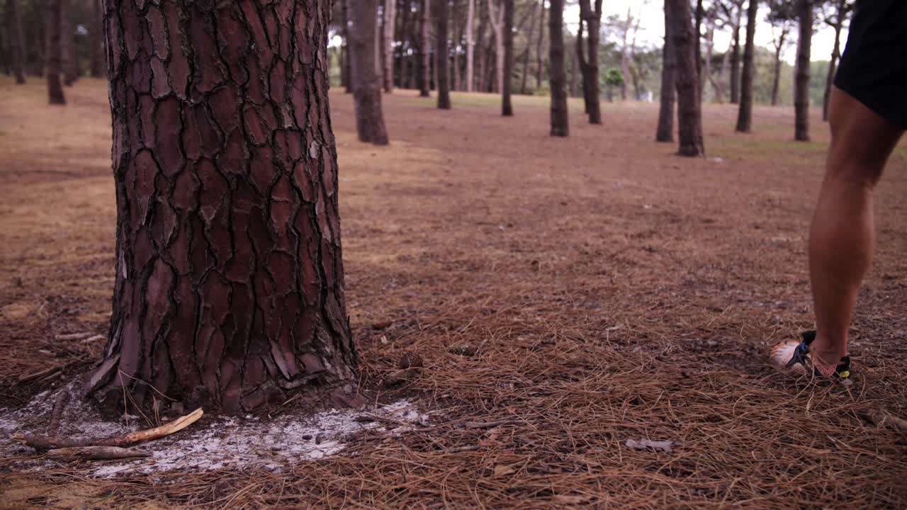 Close Up Pine Tree Man Walking By