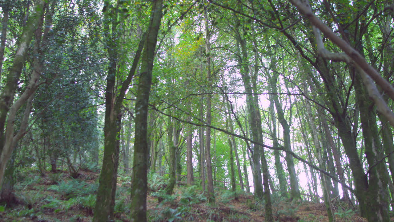 área boscosa aislada