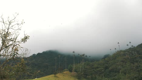 Beautiful-Landscape-view-of-Cocora-valley-palm-trees-in-Colombia-during-a-cloudy-day