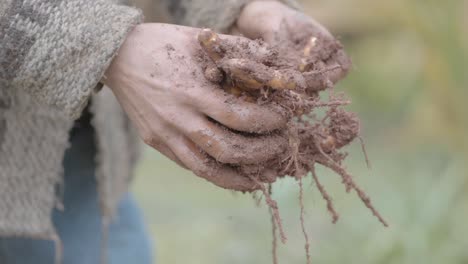 detailed focused scene of hands of local male farmer wearing grey sweater and blue jeans while he carefully removes dirt from a turmeric root