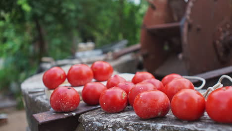 Pan-Shot-Von-Frisch-Geernteten-Tomaten-Auf-Einem-Brunnen