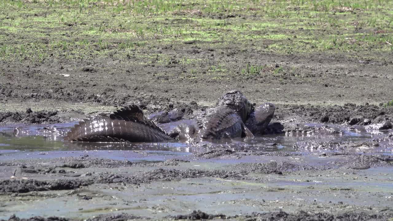 los caimanes se aparean en el barro de los everglades de florida