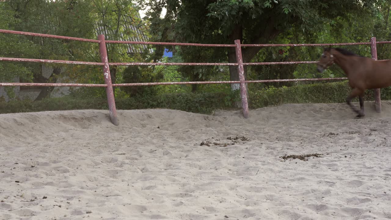 entrenamiento regular de caballos circo de carrera arena