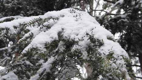 constant shot of single pine tree branch during a snow storm, covered with snow