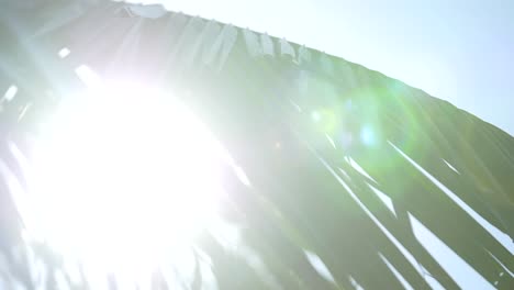 lens flare through palm leaves