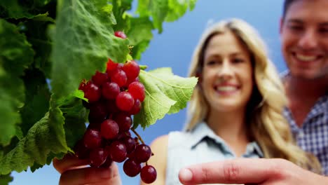 una pareja feliz examinando las uvas en el viñedo