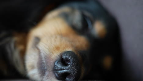 Sleepy-Dachshund-dog-lying-on-its-side-on-a-grey-sofa-with-it's-nose-in-focus