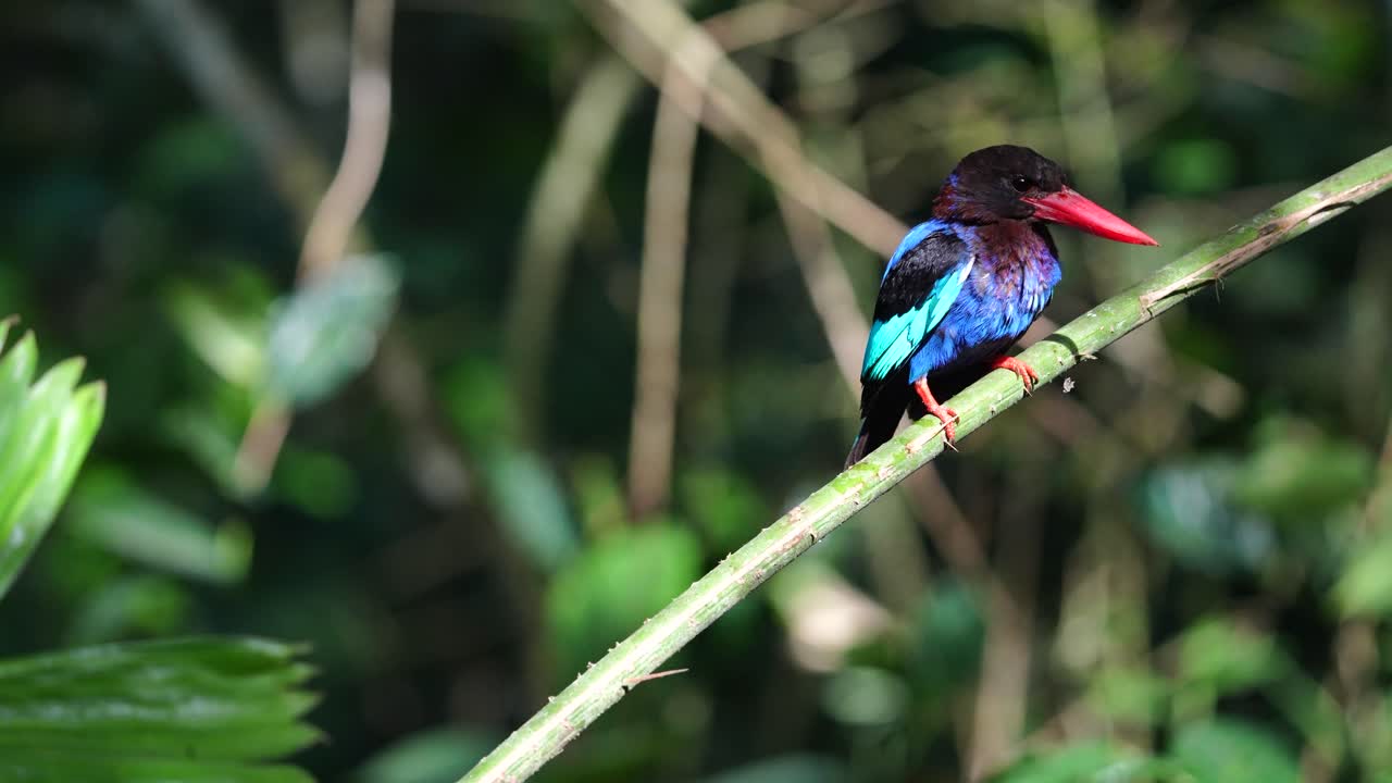 자바의 킹피셔 새는 여러 번 내려갔고, 그 다음에는 먹이를 들고 앉아 있던 가지로 돌아왔다.