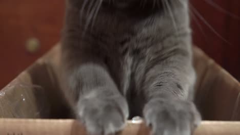 gray cat excited during a game in cardboard box