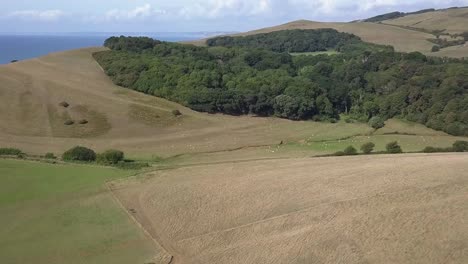 Wide-aerial-tracking-over-the-Dorset-fields-surrounding-the-sub-tropical-gardens-at-Abbotsbury-near-Weymouth