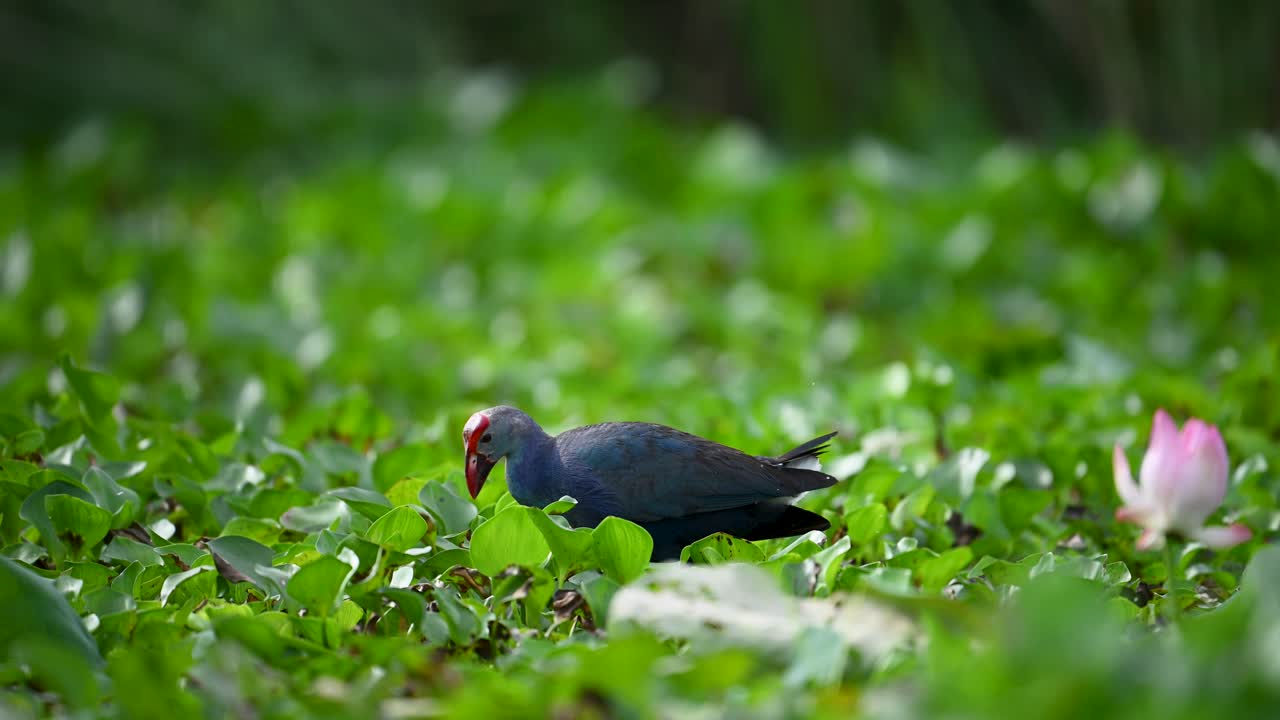 Grey-headed Swamphen stands calmly in lush tropical wetland habitat