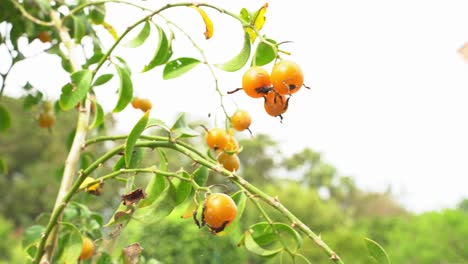 Tolle-Aufnahme-Aus-Niedrigem-Winkel-Von-Barbados-Stachelbeeren,-Die-An-Einer-Rebe-Hängen,-Reif-Und-Bereit-Für-Die-Ernte,-Tropischer-Obst-Botanischer-Garten