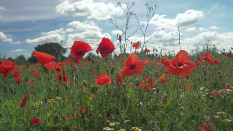 Hochgeschwindigkeits-Zeitlupe-Von-Mohnblumen-In-Einem-Englischen-Feld-An-Einem-Sommertag,-Handgehalten