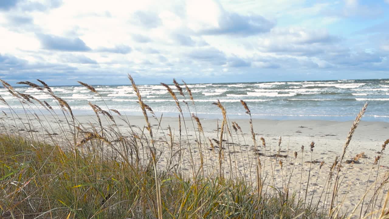 Tall wheat or brown grass or Ammophilia Breviligulata grass at a windy beach while ocean sea water waves with white water, foam and bubbles move in the background in slow motion during cloudy weather.