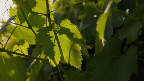 Tracking-closeup-shot-of-a-vineyard-leaf-in-tuscany,-Italy-during-sunset