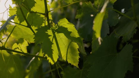 tracking closeup shot of a vineyard leaf in tuscany, italy during sunset