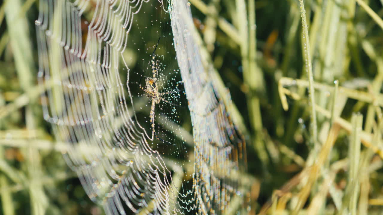 araña de jardín de bandas y red cubierta de rocío matutino en un campo de hierba durante el amanecer, disparo estático medio